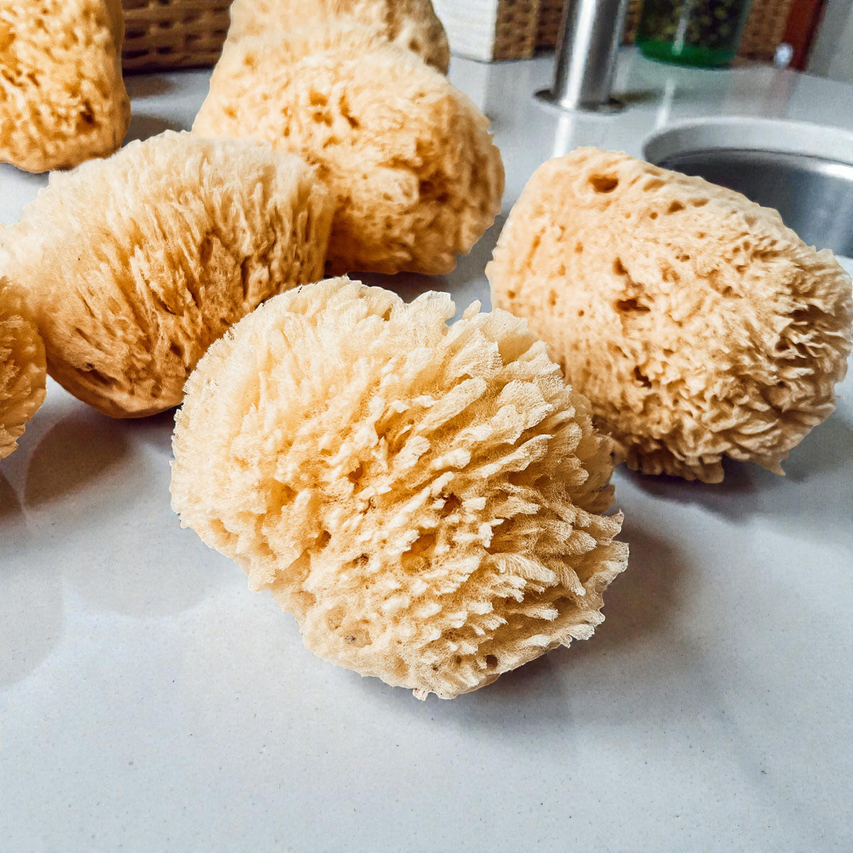 Dead Sea Sponge